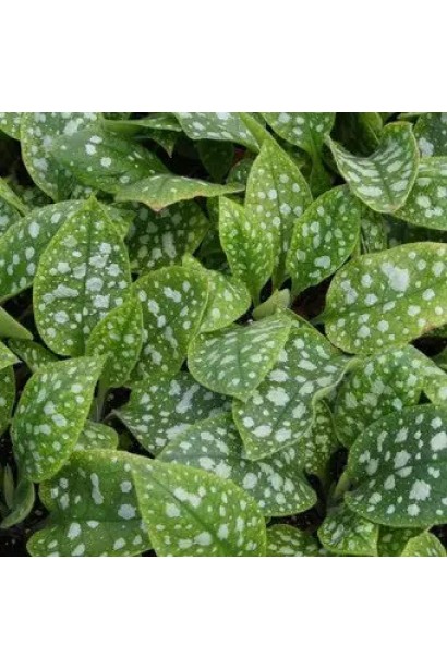 Ґрунтопокривна медуниця з густим килимом сріблястого листя